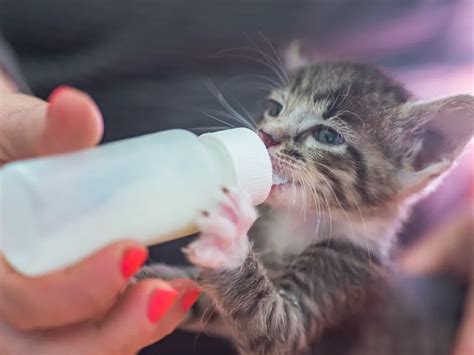 how to dilute cow milk for kittens|homemade milk for kittens.